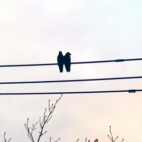 2メートルと2カラス笑の画像