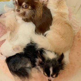 ◎大雨特別警報◎の画像