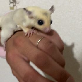 フクロモモンガ　ご家族様募集中✨✨の画像