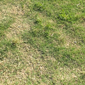 ”トリミング✨”の画像