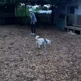 今日のシロくん 3の画像