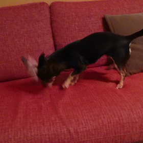 はるちゃんぶんぶんぶんwの画像