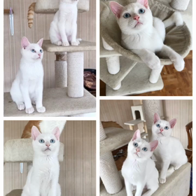 先に保護された白ちゃん達の画像