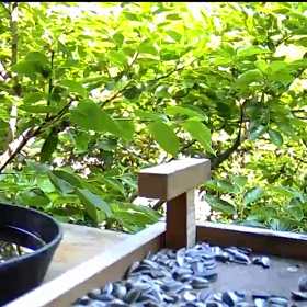 すぎぴたんの事件簿シーズン２　２９７話（兄弟ゲンカのヤマガラ）の画像