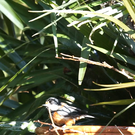 ヤマガラの水浴びとバードケーキ　～自宅でバードウォッチング～の画像