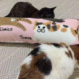 リマインド”【写真ギフト】しみトモサビ〜ヌ抱き枕”の画像