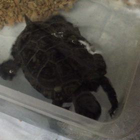 カメさんの画像