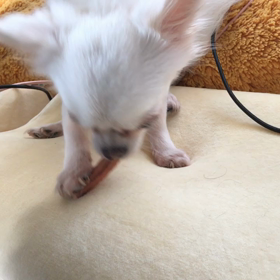 おやつの時間の画像