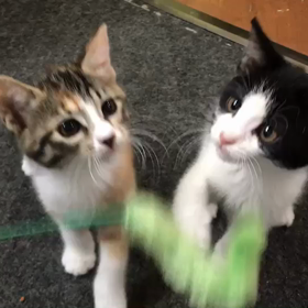 キティとミミィ朝の放牧タイムの画像