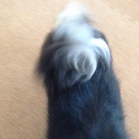 シャ  べ    ッテ        ル     ？の画像