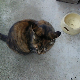 初めましての画像