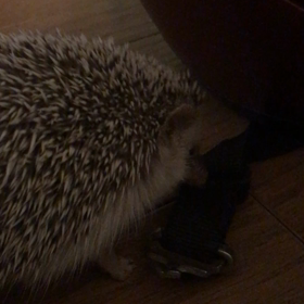 部屋んぽ中のプチ事件の画像