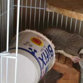 グルグルの画像