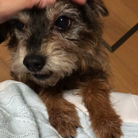 うちの ひめ ですの画像