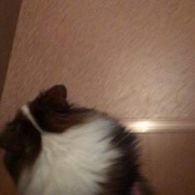 K9ノーズワーク 自主練の画像
