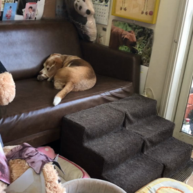 保護犬スリーシスターズの画像