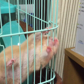 鼻の頭の部分脱毛の画像