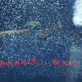 爆エアーの画像