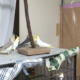 ピノちゃんが…の画像