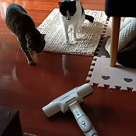 掃除機は嫌いですか？(=^・^=)の画像