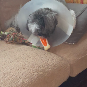 保護犬もきち上手にカミカミの画像