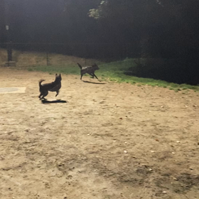 千葉〜神奈川(市原SAドッグラン)の画像