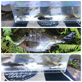 朝活 釣りの画像