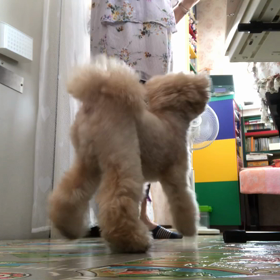 わんこはピアニカお嫌い？の画像