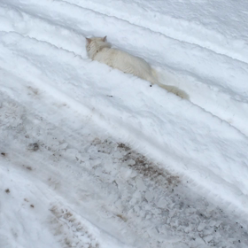 工場長、雪中散歩の画像