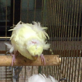 羽衣セキセイインコの画像