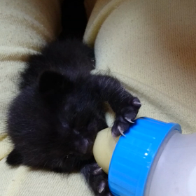 ミーヤの動画の画像