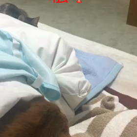 眠れない夜、犯行現場の字幕付きチップとデールの動画の画像