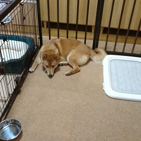 まちどおしいなあ～。の画像