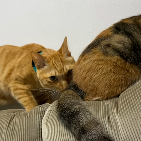 はじめましての画像