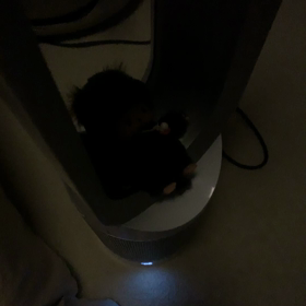 寝室に怪しいのがいた…‼️の画像