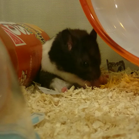 クレヨンしんちゃんの画像