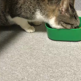 妊婦猫のホクロちゃん❤️の画像