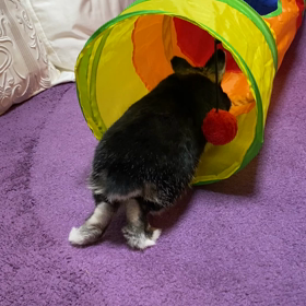 【ウサギと暮らす】はじめてのトンネルの画像