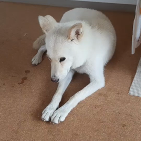 今日のシロくんの画像