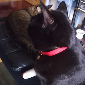 日曜日の朝(=^ェ^=)の画像