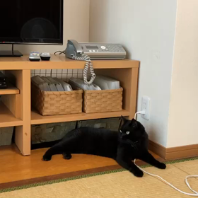 会員さんから送られたにゃんこ動画の画像