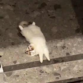 20220317 Bright IGSの画像