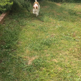 はなちゃんまるちゃんの画像