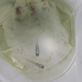 ⭐️今日のめだか⭐️の画像