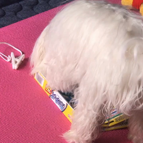 きらちゃんの1人遊び！虫コナーズの画像