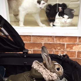 招き猫♡の画像