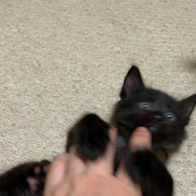 黒組3、お見合い！の画像