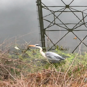 カイツブリとアオサギに出会った。の画像