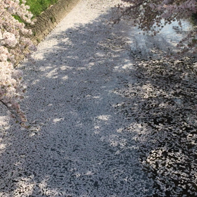 舞い上がる花びらと花筏（はないかだ」の画像