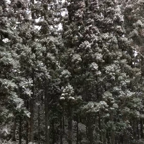 雪景色動画  45 sec.の画像